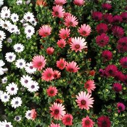 Floral Mortsel