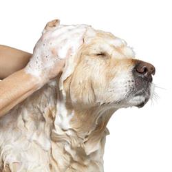 Hondenwasserette/self-dogwash De Snorhaard