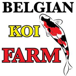 Belgian Koi Farm