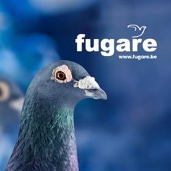 Fugare