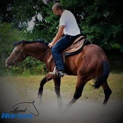 Legendhorses Belgium