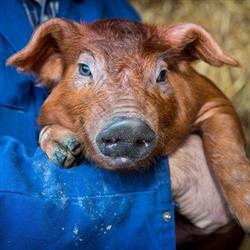 Duroc De Riegel