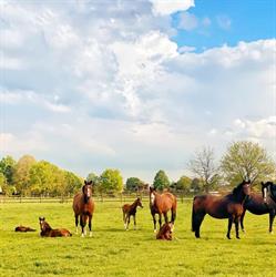 Studfarm Overis