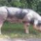 Pietrain-beren