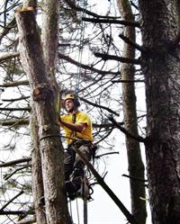 Treecare Adam