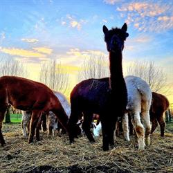 Salictum alpacafarm