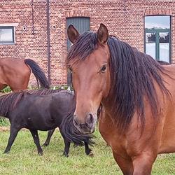 paardenvriend