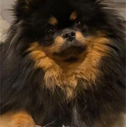 Doggy C'wouaf