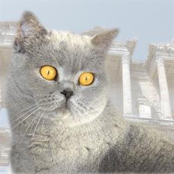 Cattery Efezia