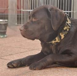 Elevage des Labradors Du Bois De La Delle