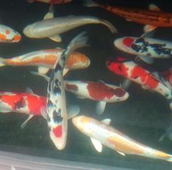 Multikoi