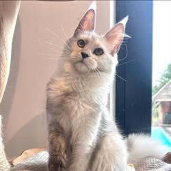 Shiraco Cattery