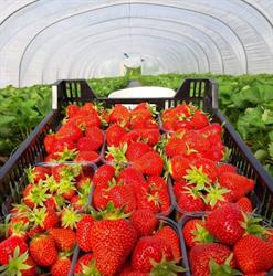 Aardbeien en Kersen Haelterman