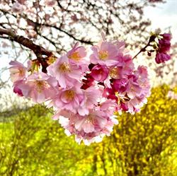 Sakura Lodging