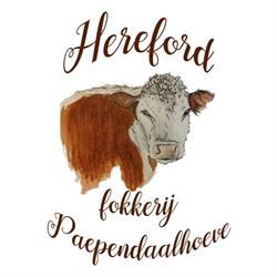 Hereford fokkerij Paependaalhoeve