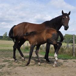4 Feet Stables - Stoeterij