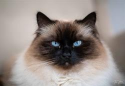 Les Tsars de Foncourt