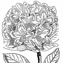 Bloemisterij De Cleene