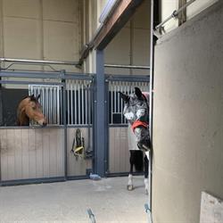 Semper Fi Dressage Stables