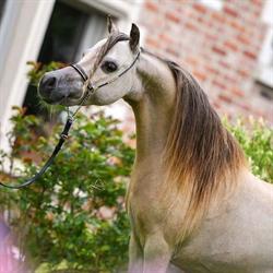 Platton Horse Farm