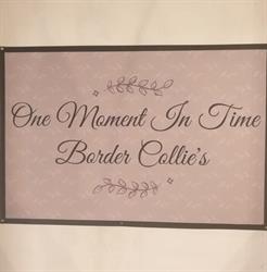 One Moment In Time Border Collie's