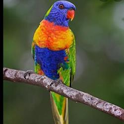 Dierenspeciaalzaak Bengo