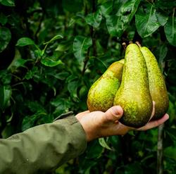 Fruitbedrijf Distelmans