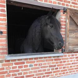 JoyLee Hoeve