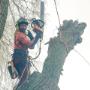 Treeworker De Smalle