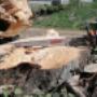 Treeworker De Smalle