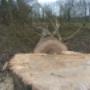 Treeworker De Smalle