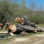 Treeworker De Smalle