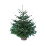 Sapin Nordmann cultivé en pot