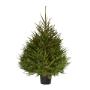 Sapin Epicéa cultivé en pot