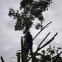 élagage par la société rgt Garden de Souvret