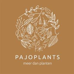 Pajoplants Vlezenbeek