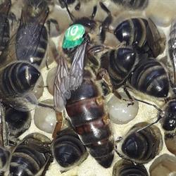 L'Abeille Noire
