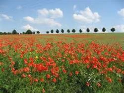 gîte les Coquelicots