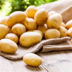 Aardappelen Renders