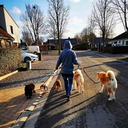 Pension canine familiale de Belgrade "Namur"