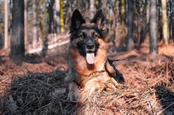 Shepherd Dog Foods