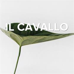 Il Cavallo