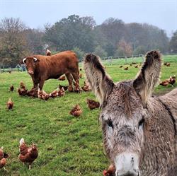Ferme aux Légumes
