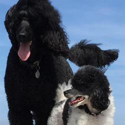 Dog-Model