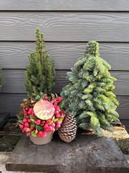 Kerstbomen Ranst