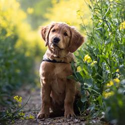 Os'mose ASBL - Chiens d'assistance