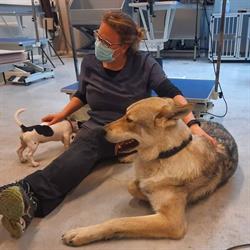 Paws And Balance Dierenfysiotherapie