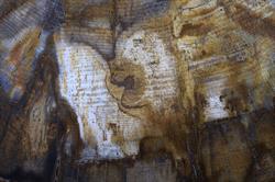 artfossil - versteend hout uit Arizona