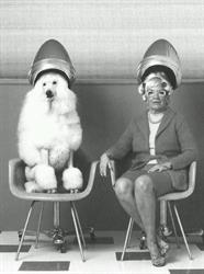 Au Grez du dog
