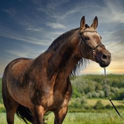 Troyan Stables
